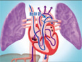 FS-03 Circulatory System