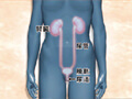 FS-07 Urinary System