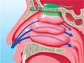 FS-11 Skin and Sensory System