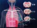 rh-05 Rehabilitation after Pulmonary Disease