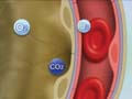 WT-05 Function of Circulatory System