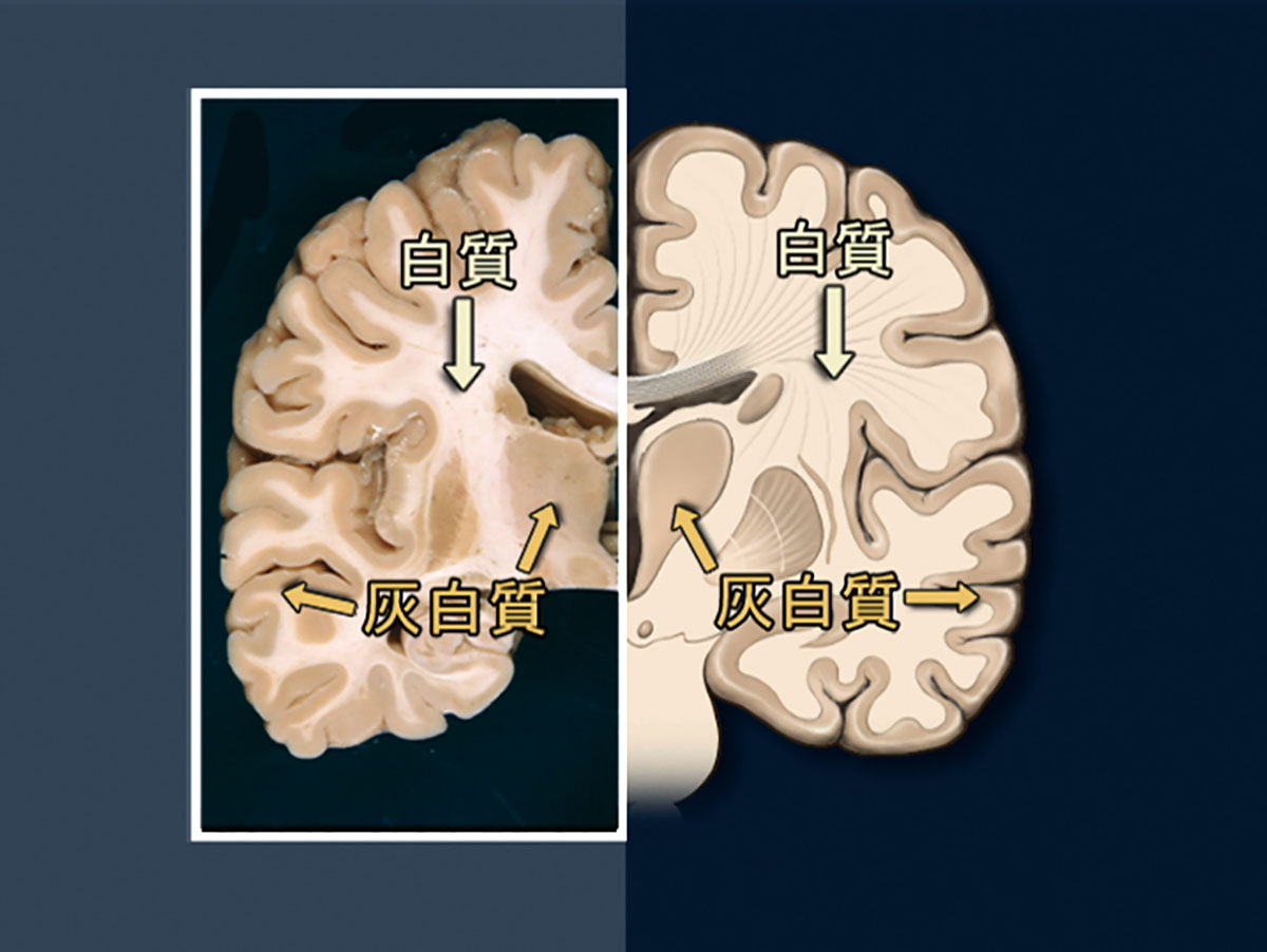 医学映像教育センター