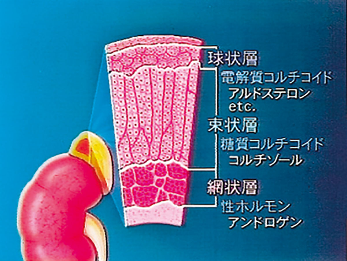 各巻の番組イメージ
